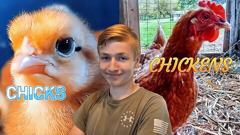 Care for Chicks and Chickens