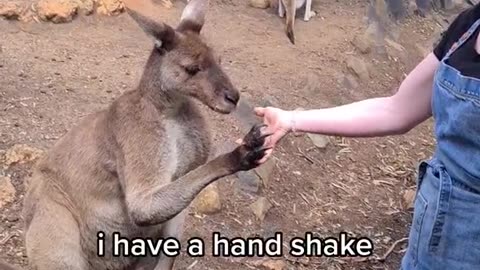 Welcome to Australia 🇦🇺