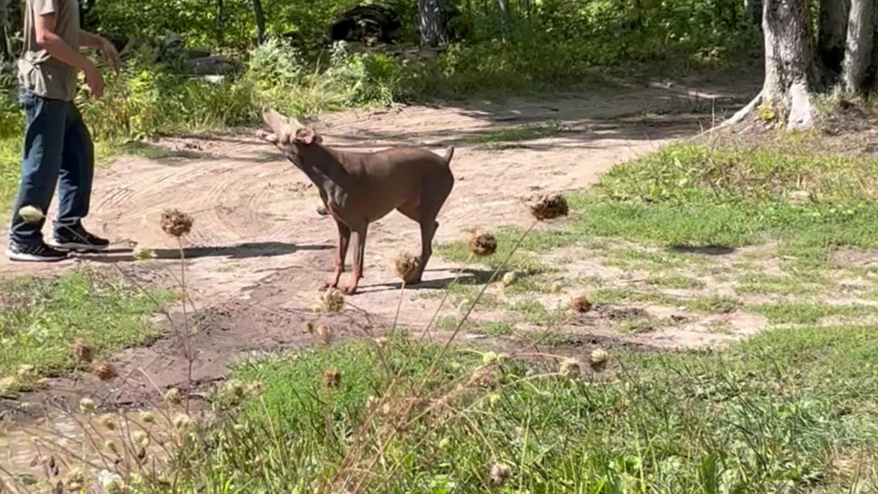 Pup Keeps Big Balloon Up