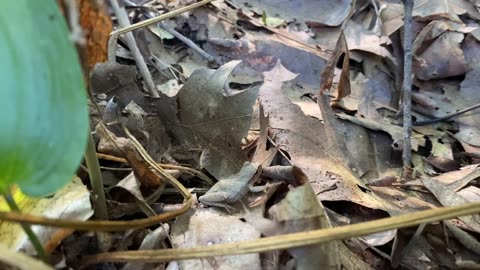 Frog in the Leaves