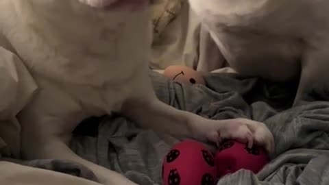 😱🐕 He's Right Behind Me, Isn't He?! Watch This Scary Funny Moment | FunFM