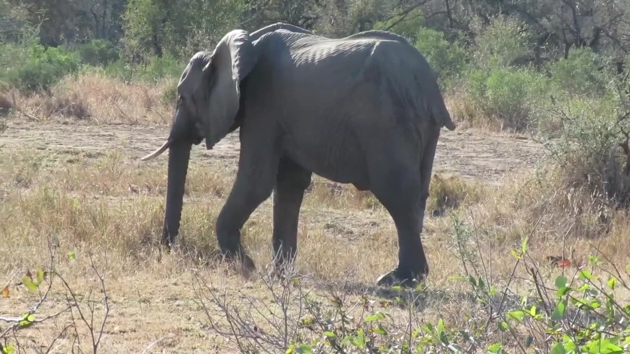 Three-legged Elephant Still Surviving In The African Wild