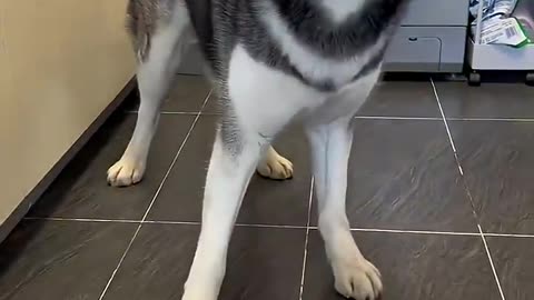 funny animal video🤣🤣🤣