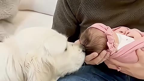Baby And Dog Become Best Friends Fast!