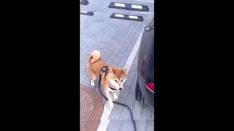 "Best Funny Cat & Dog Moments Ever! 🐾🤣"