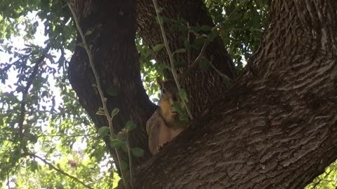 Cute squirrel eating a nut on the tree.
