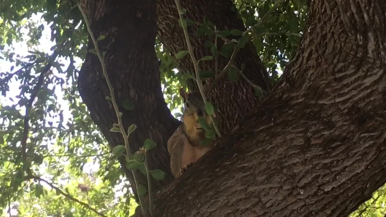 Cute squirrel is playing.