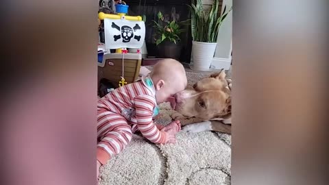 Babies Playing With Dogs and Cats - Funny Babies