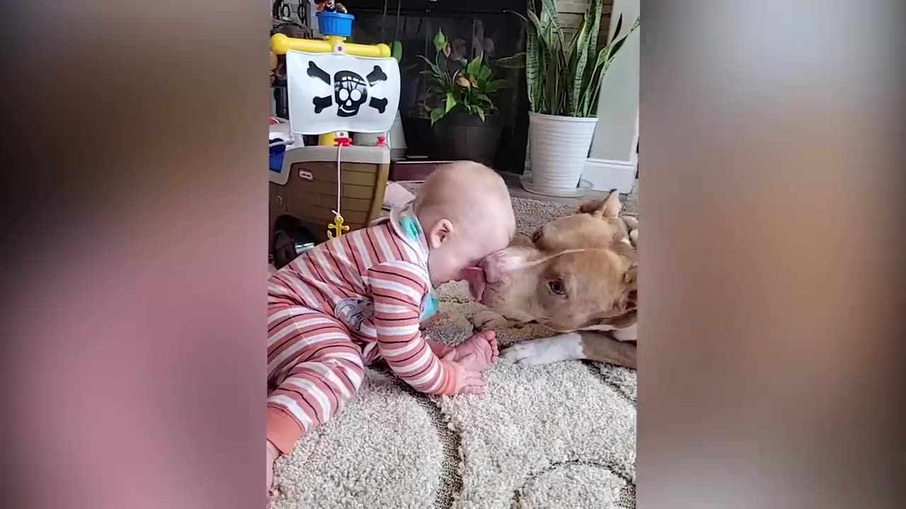 Babies Playing With Dogs and Cats - Funny Babies