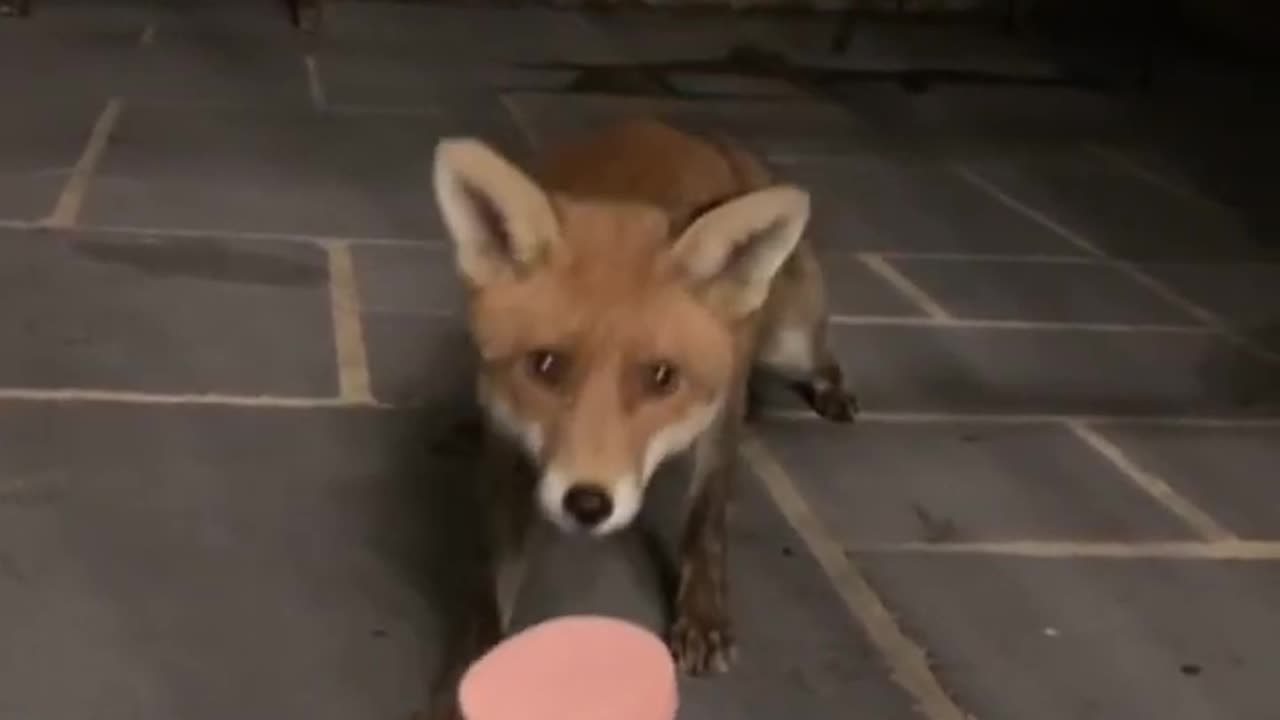 The fox eats the food directly on the human hand💕