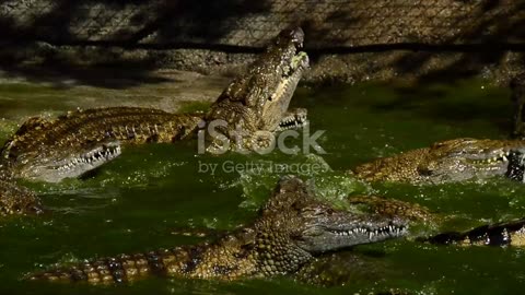 Crocodile Attack: Chaos in the Pond