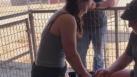 pig castrations