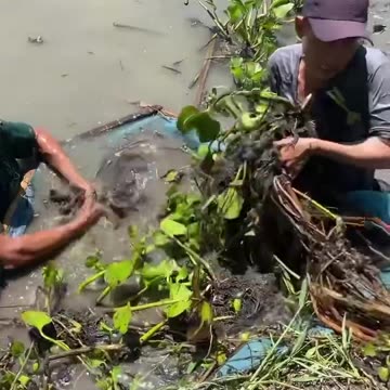 Trapping Skills To Catch A Lot Of Giant Eel Fish