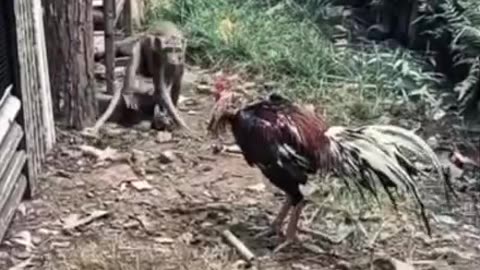 Funny 😂 video of monkey and cock