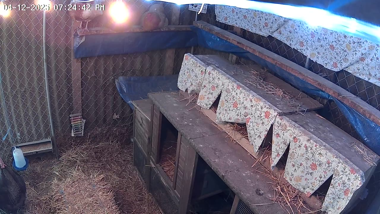 Saturday Night Perch Up Cam2