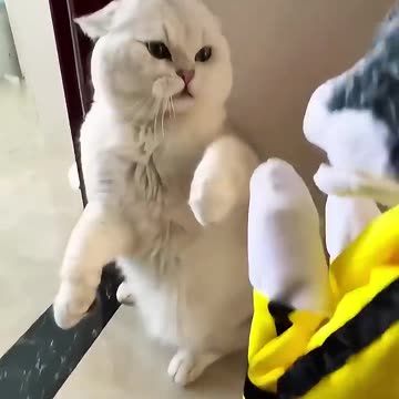 Silly Animals Doing Silly Things