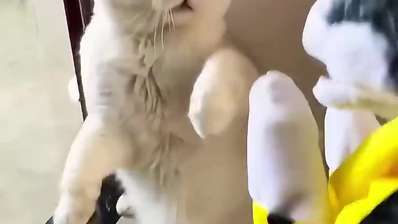 Silly Animals Doing Silly Things