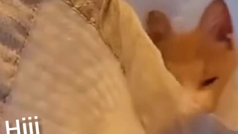 Animal funny video shorts #shorts #viral #rumbel #animalshorts