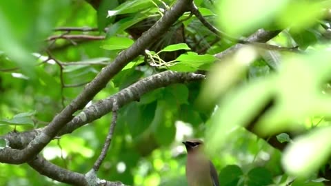 Nature and Animals