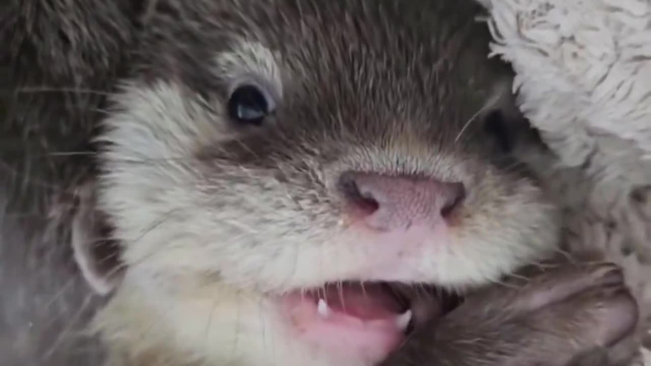 Baby otter.. 😊
