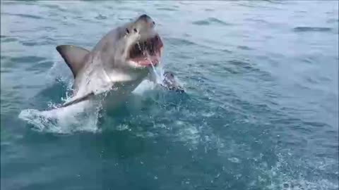 Un grand requin blanc saute hors de l'eau toutes dents dehors à quelques mètres des touristes