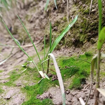 Silent Greenery in the Heart of the Soil