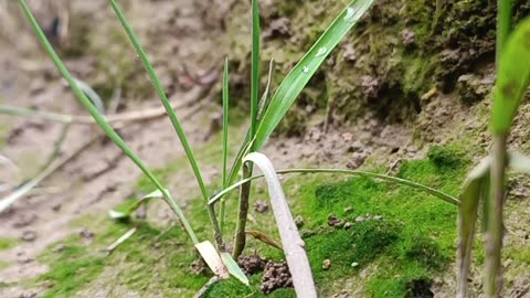 Silent Greenery in the Heart of the Soil