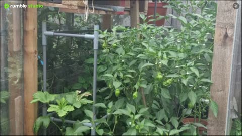 Join me in the garden 🌱 I'm rearranging the greenhouse