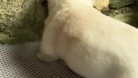 Dog： I'm almost annoyed to death by you.
