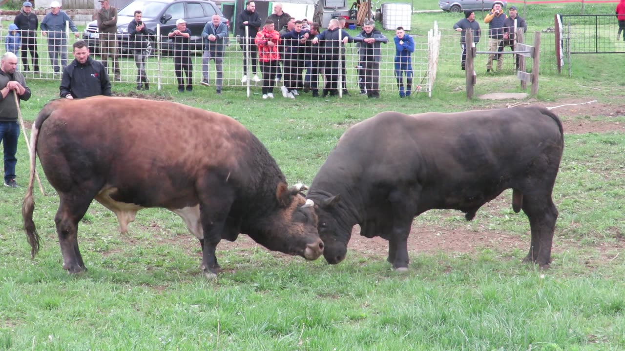 Bajden vs Medonja Sanica 2025