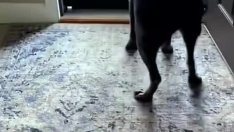 Groovy doggys