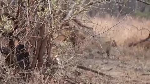 😮🦁 Female Leopard Trying to Mate with a Male Lion! | FeedMyCuriosity