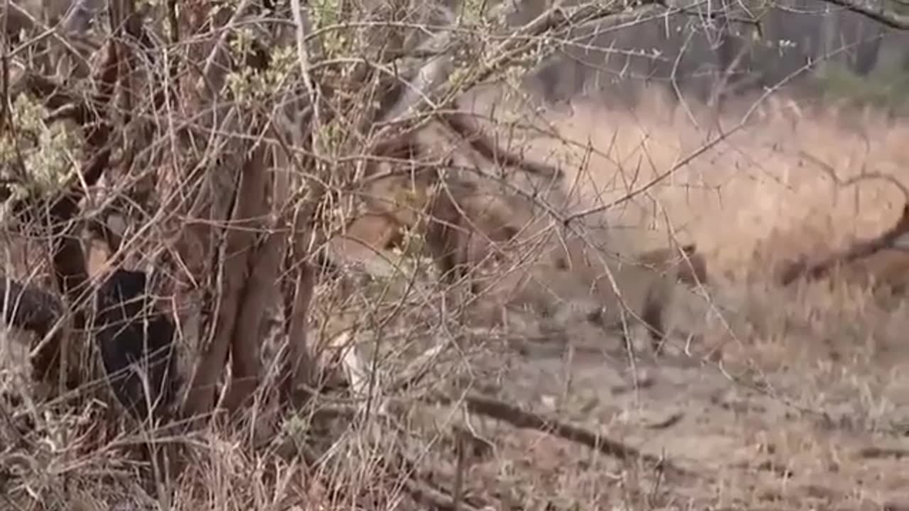 😮🦁 Female Leopard Trying to Mate with a Male Lion! | FeedMyCuriosity