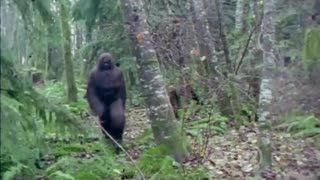 Unsealed Conspiracy Files - Bigfoot