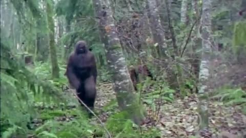 Unsealed Conspiracy Files - Bigfoot