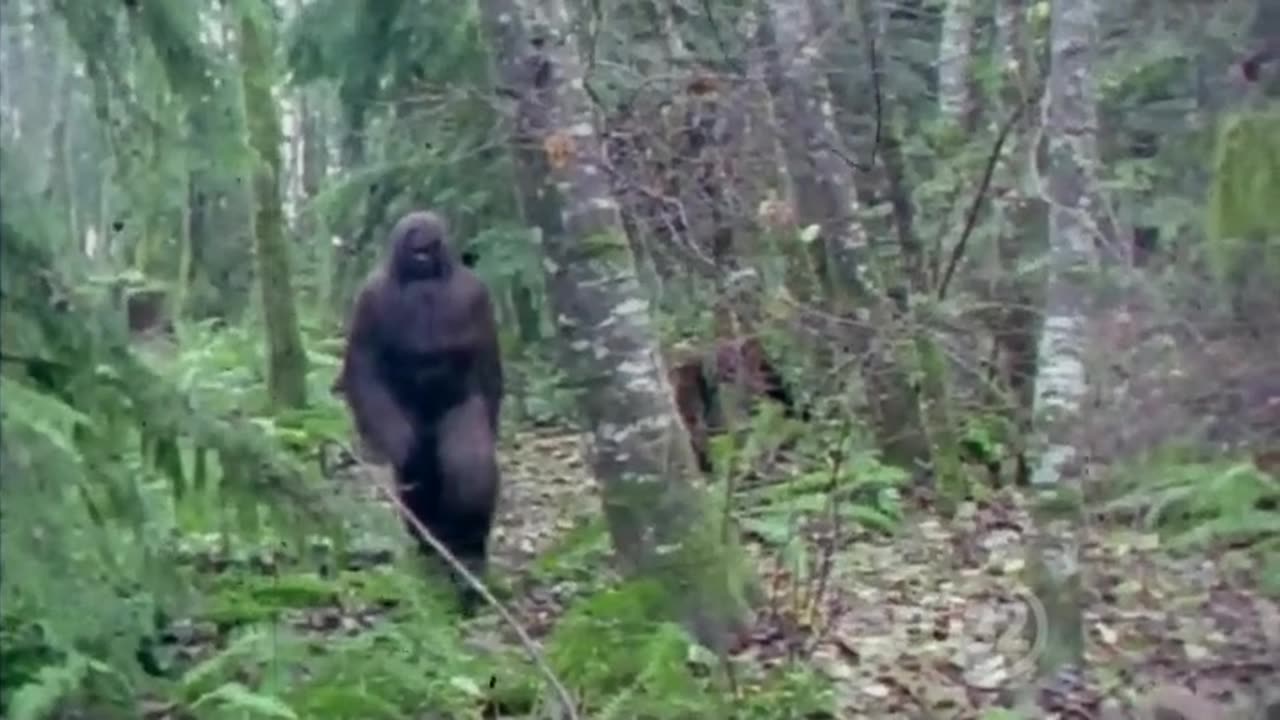 Unsealed Conspiracy Files - Bigfoot