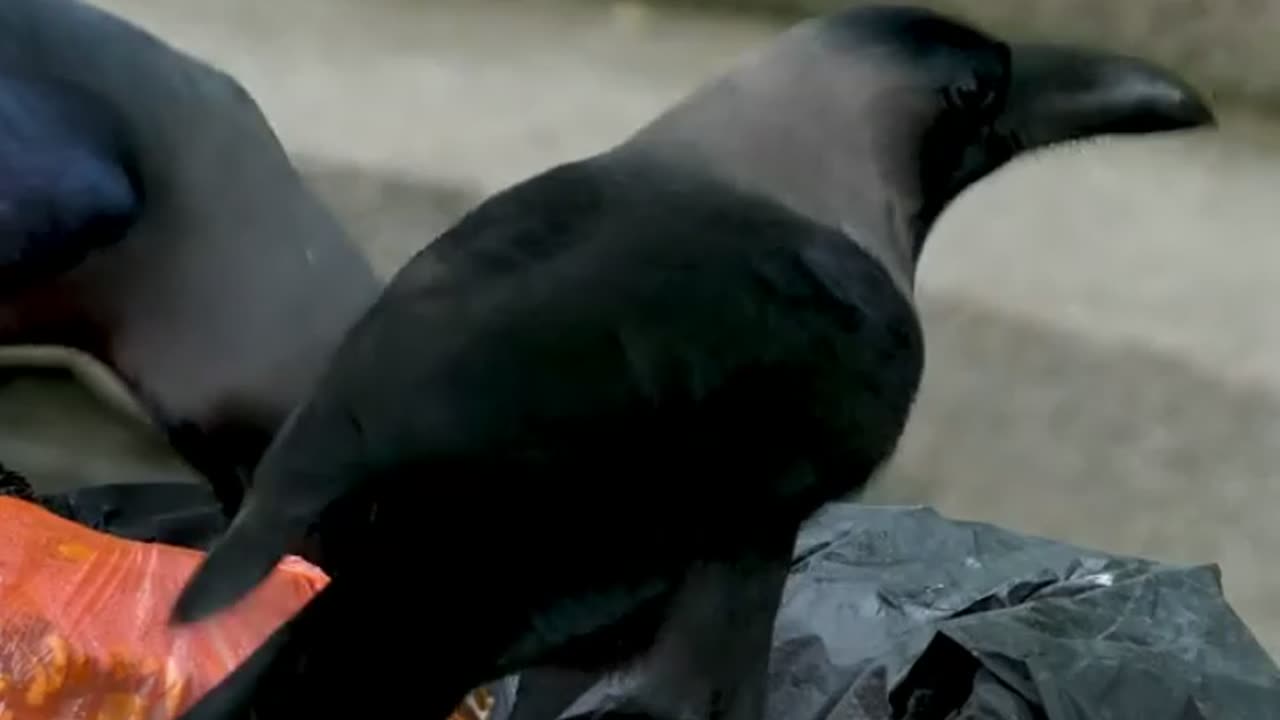 The interesting life of a crow
