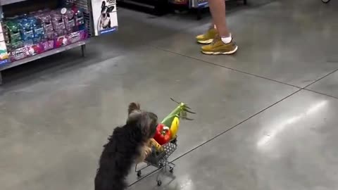 Just Buying A Few Things