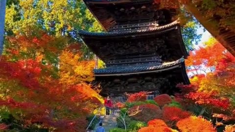 Autumn at a Japanese Temple 🍁⛩️