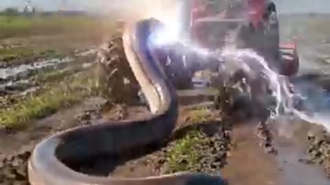 Electric Eel Vs Red Tractor at farm field
