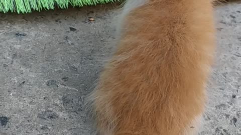Amazing kitty