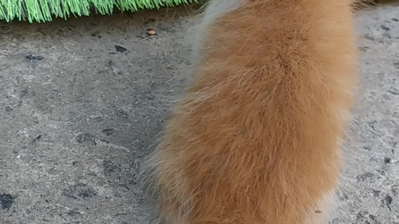 Amazing kitty