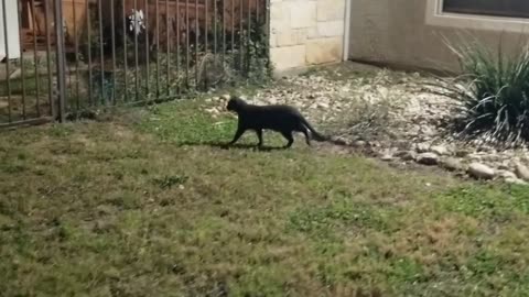 20250314 222354 Tux Smoothing and Chasing