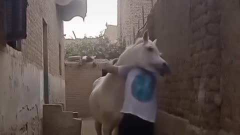 ✅ "Some animals are more loyal than humans."