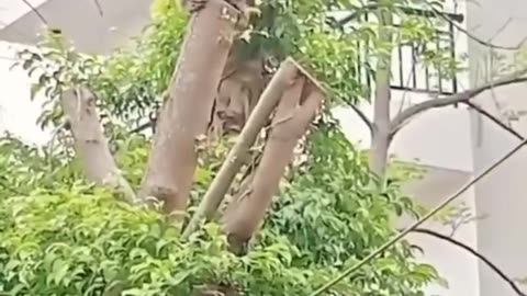 Funny Monkey Memes 😂