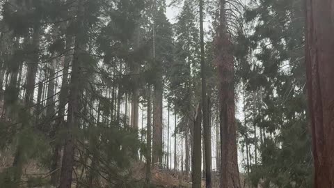 Into the Giant Forest: A Cinematic Journey Through Sequoia NP