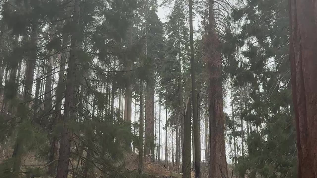 Into the Giant Forest: A Cinematic Journey Through Sequoia NP