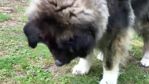 Big Dog Meets Tiny Visitor! 🐶🦔 #shorts