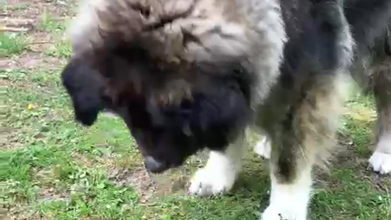 Big Dog Meets Tiny Visitor! 🐶🦔 #shorts