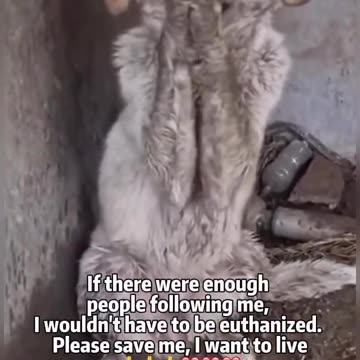 Dogs also have the right to life